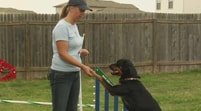 Dog Obedience Classes Image