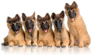 Our Dog Training Services! Serving All of the Atlanta Area!