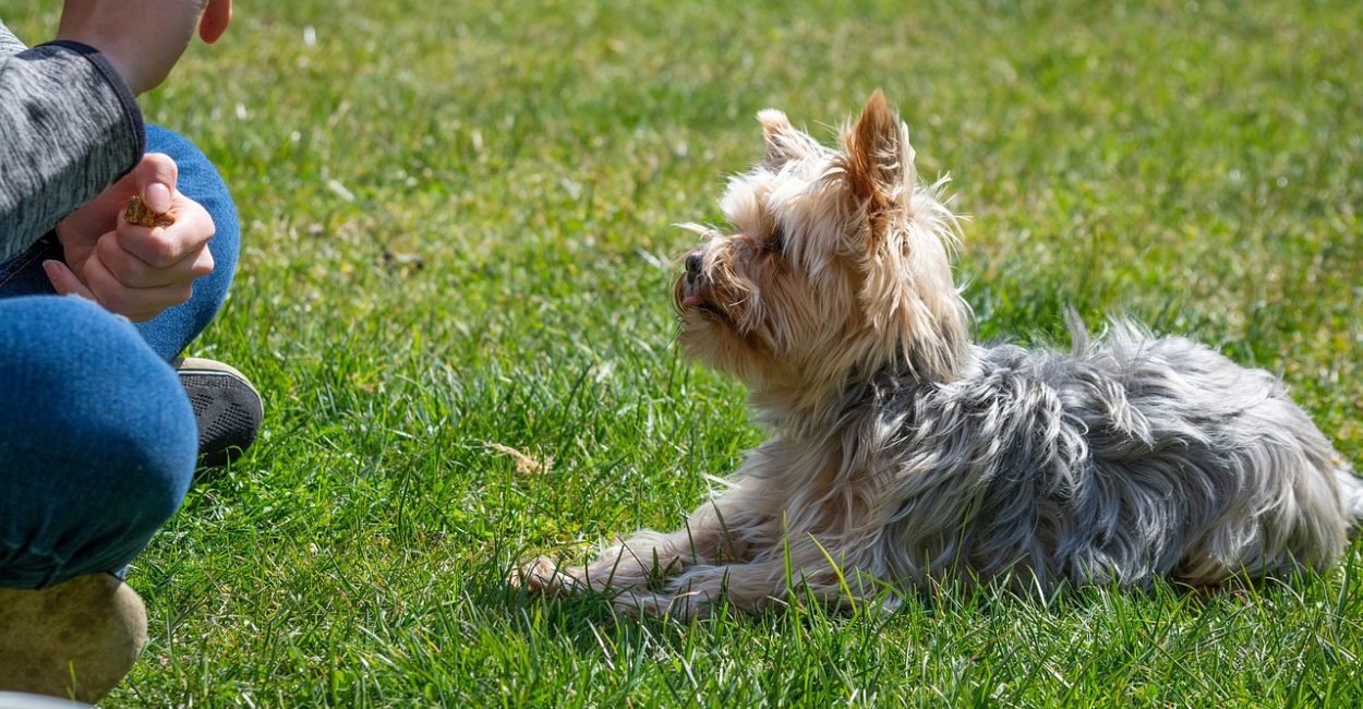 dog-5037909_1280 (1)