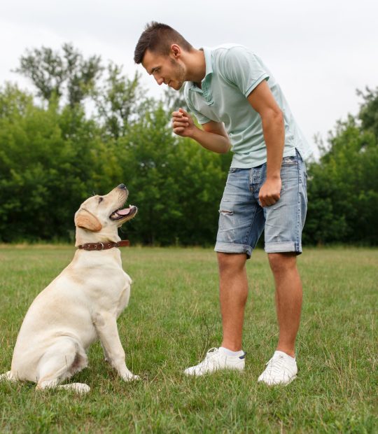 Advanced Dog Obedience Training
